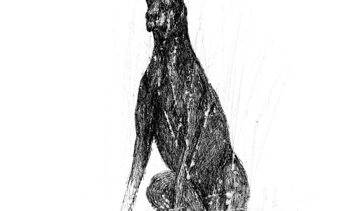 canis major