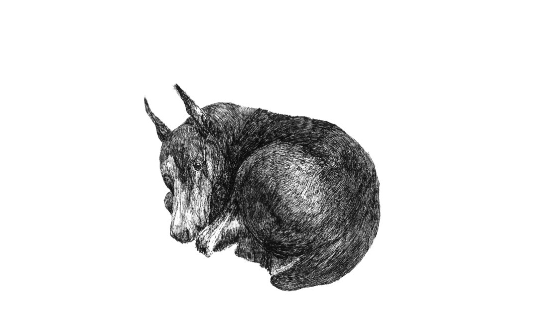canis minor