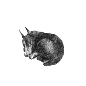 canis minor