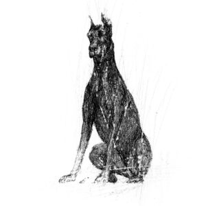 canis major